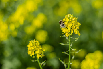 A bee pollinates yellow flowers.