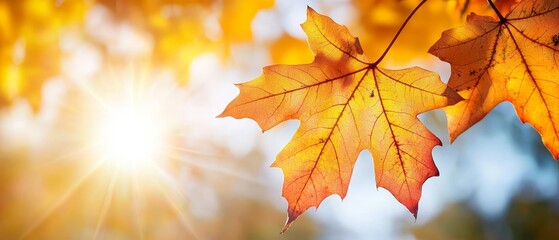 Obraz premium A sunlit close-up of a tree leaf, sun rays filtering through