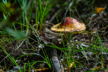 Fly agarics in the Ural taiga.