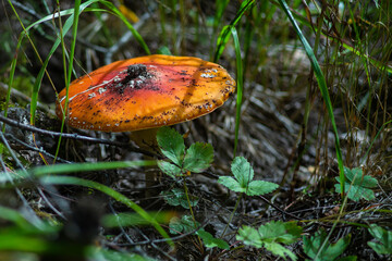 Fly agarics in the Ural taiga.