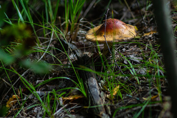 Fly agarics in the Ural taiga.