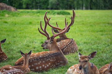 Reindeer on a farm in Visim. Ural, August 2024.