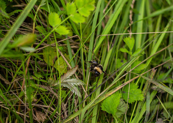 A bumblebee pollinates a plant.