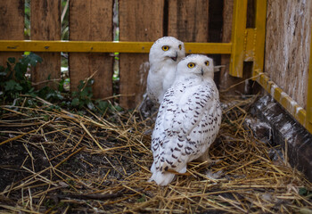 Snowy owls at the Nizhny Tagil Bird Rehabilitation Center. October 2024.