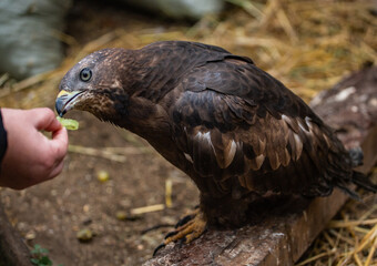Honey buzzard (a family of hawk birds) at a bird rehabilitation center in the city of Nizhny Tagil.