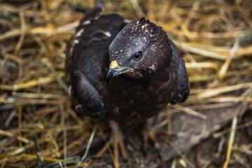 Honey buzzard (a family of hawk birds) at a bird rehabilitation center in the city of Nizhny Tagil.