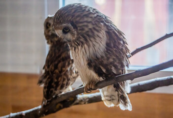 Little owls at the Nizhny Tagil Bird Rehabilitation Center. October 2024.