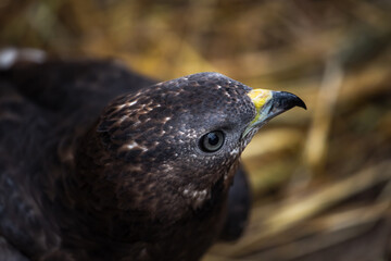 Honey buzzard (a family of hawk birds) at a bird rehabilitation center in the city of Nizhny Tagil.