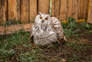 Great Spotted Eagle Owl at the Nizhny Tagil Bird Rehabilitation Center, Ural, October 2024.