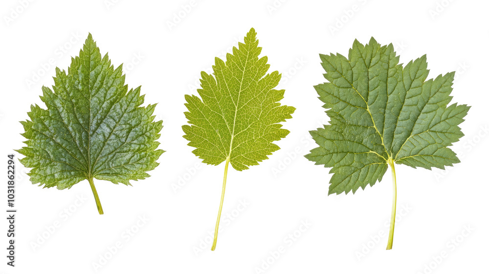 Poster collection of green leaves showcasing distinct shapes and textures generative ai