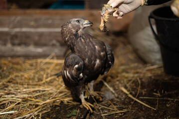 Honey buzzards (a group of birds called hawks) eat chickens