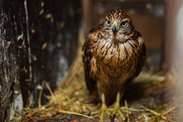Goshawk at the bird rehabilitation center in Nizhny Tagil. October, 2024.
