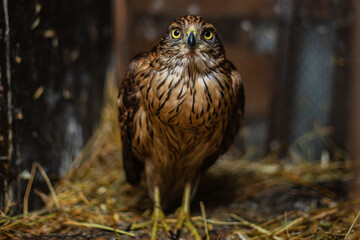 Goshawk at the bird rehabilitation center in Nizhny Tagil. October, 2024.