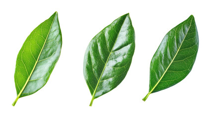 Fototapeta premium Vibrant Green Leaves on a Transparent Background Generative AI