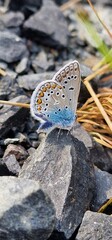 Polyommatus icarus common blue butterfly or European common blue is a butterfly in the family...