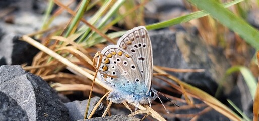 Polyommatus icarus common blue butterfly or European common blue is a butterfly in the family Lycaenidae and subfamily Polyommatinae. The butterfly is found throughout the Palearctic and has been intr