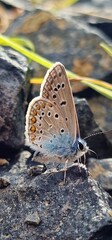 Polyommatus icarus common blue butterfly or European common blue is a butterfly in the family Lycaenidae and subfamily Polyommatinae. The butterfly is found throughout the Palearctic and has been intr