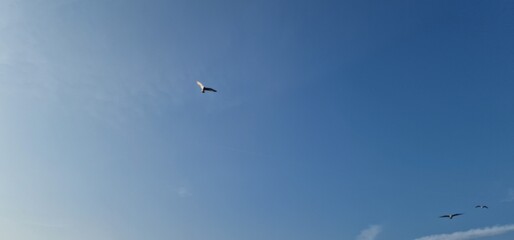 Obraz premium sea gulls above lake Most under the peak Hněvín with castle and lookout, artificial post mining revitalised coal mine small power plant aroun