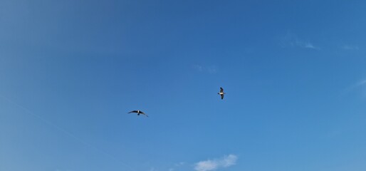 sea gulls above lake Most under the peak Hněvín with castle and lookout, artificial post mining revitalised coal mine small power plant aroun