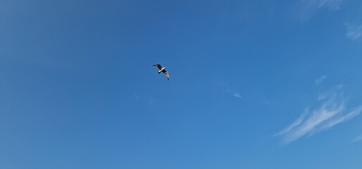 sea gulls above lake Most under the peak Hněvín with castle and lookout, artificial post mining revitalised coal mine small power plant aroun