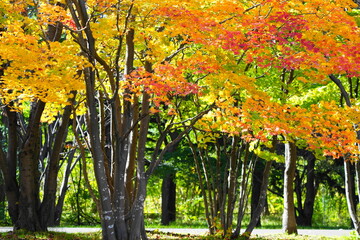 Fototapeta premium 赤く色づいた紅葉