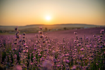 Obraz premium Blooming lavender field. Beautiful purple flowers. Regional organic cultivation.