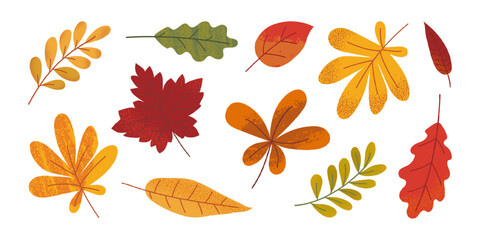 Collection of various hand drawn autumn leaves with grunge texture. Template of maple, oak, chestnut, rowan. Trendy flat illustration.
