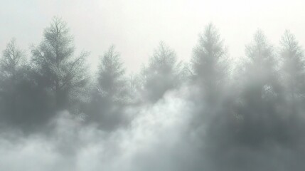 Misty Forest with Tall Trees in Fog