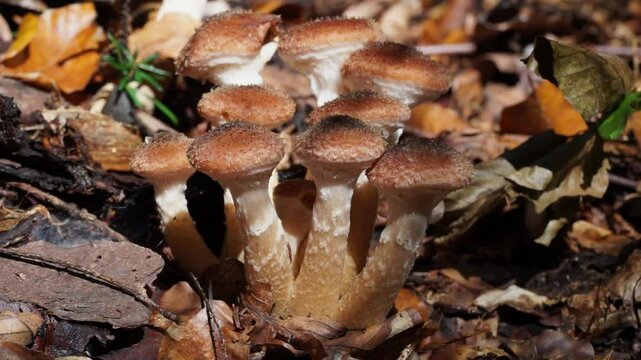Mushrooms called ghebe, growing on Romanian forests