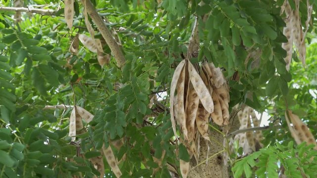 Albizia lebbeck (Indian siris) plant in strong wing, natural b-roll