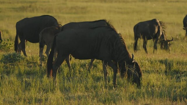 In the soft orange light of dawn, a group of wildebeests grazes peacefully on the verdant grasses of the African savannah, the rising sun illuminating the vast plains as a new day unfolds.