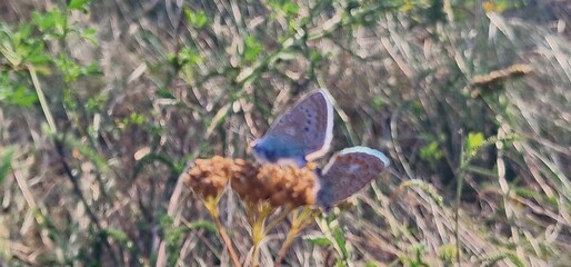Polyommatus icarus common blue butterfly or European common blue is a butterfly in the family Lycaenidae and subfamily Polyommatinae. The butterfly is found throughout the Palearctic and has been intr
