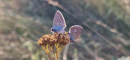 Polyommatus icarus common blue butterfly or European common blue is a butterfly in the family...