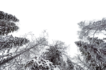 PNG Winter pine forest  border, transparent background