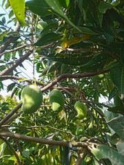 Mango on tree