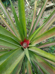 Fototapeta premium Pinapple
