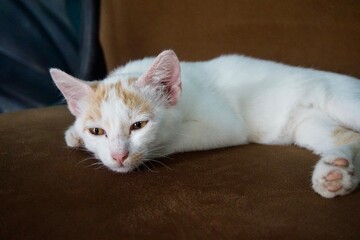 close up photo of a cute white cat, sleeping on a chair