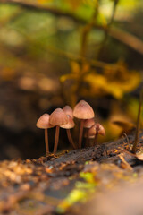 Grzybki w lesie © Lukasz