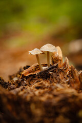 Grzybki w lesie © Lukasz