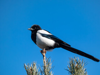 Eurasian Magpie (Pica pica) sitting on the branch of a tree with blue sky background