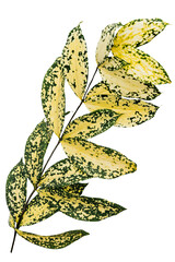 Gold dust croton branch design element © Rawpixel.com