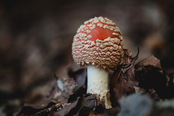 Close-Up of Red Mushroom Emerging From Forest Floor