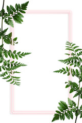 Fototapeta premium Green leatherleaf fern with a pink rectangle frame design element