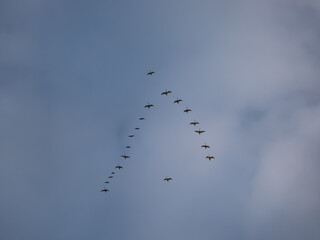 Migratory swans in flocks flying high in sky in V-shaped or triangle formation, making journey between their summer breeding and wintering grounds