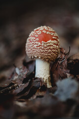 Close-Up of Red Mushroom Emerging From Forest Floor