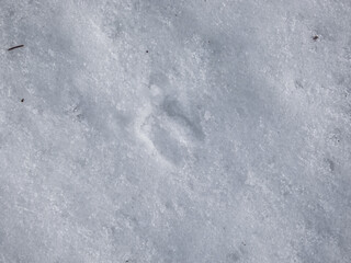 Close-up of the footprints of roe deer (Capreolus capreolus) on the ground covered with snow in winter
