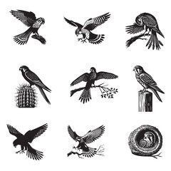 Collection of American kestrel silhouette Design - American kestrel Bird Vector illustration