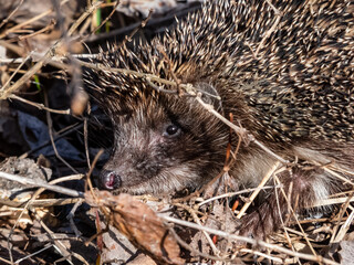 Close-up shot of the adult European hedgehog (Erinaceus europaeus) with focus on face and eye in spring awaken after winter. Beautiful animal and forest scenery