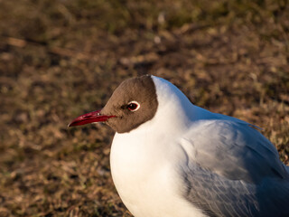 Fototapeta premium Beautiful and detailed shot of the black-headed gull (Chroicocephalus ridibundus) looking to the side in golden hour light with blurred background