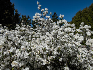 Rhododendron (dauricum) 'April Snow' blooming with showy, pure white, double flowers in park in spring